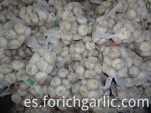 Fresh Of Normal White Garlic Crop 2019